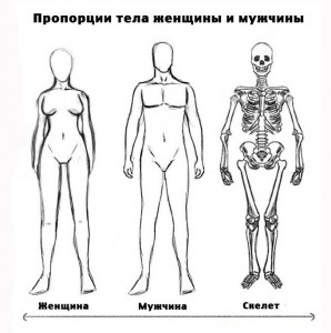 Пропорции человеческого тела