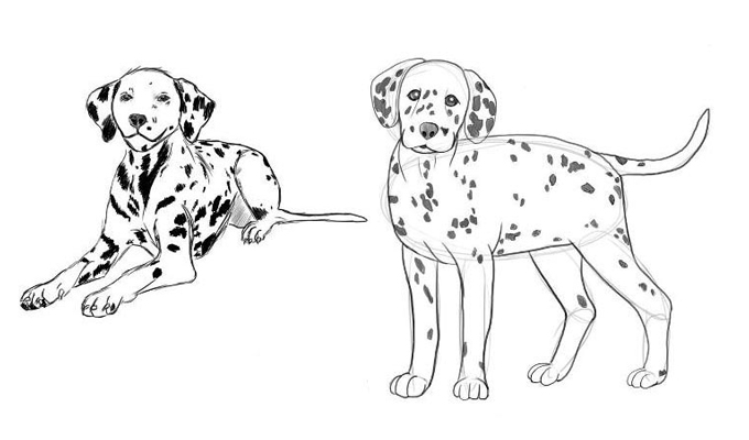 Рисуем собаку поэтапно карандашом разные виды. Рисование далматинца своими руками. Самый простой вариант