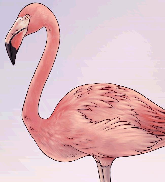 Учимся как нарисовать фламинго