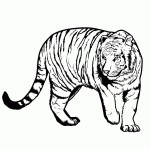 как нарисовать тигра