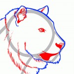 kak-narisovat-tigra-4