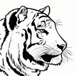 kak-narisovat-tigra-5